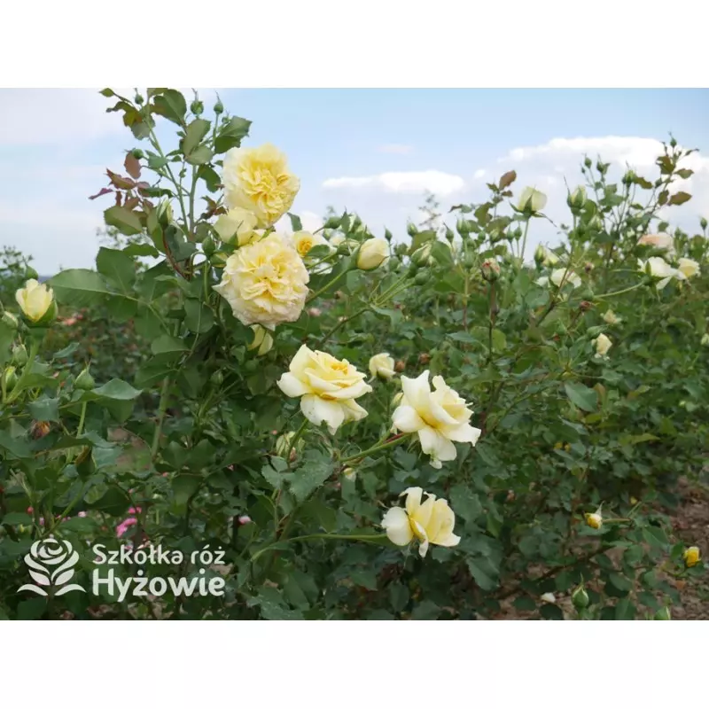 Najczęstsze błędy przy wyborze różnych pnących i jak ich uniknąć